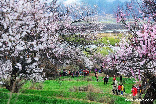 去林芝旅游什么時候好